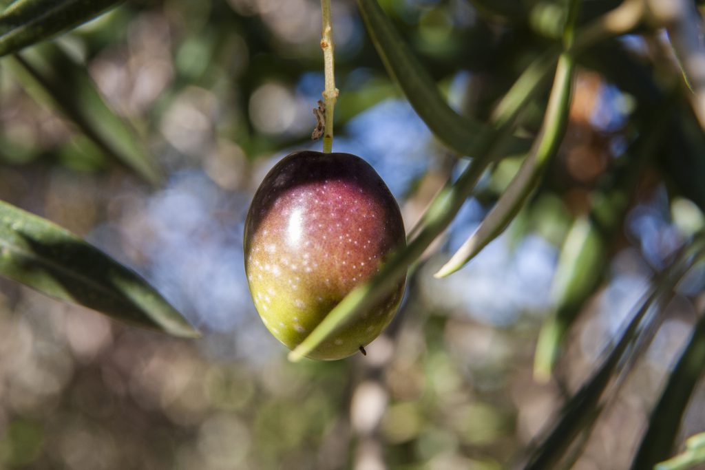 Aceituna Hojiblanca - DOP Priego de Córdoba