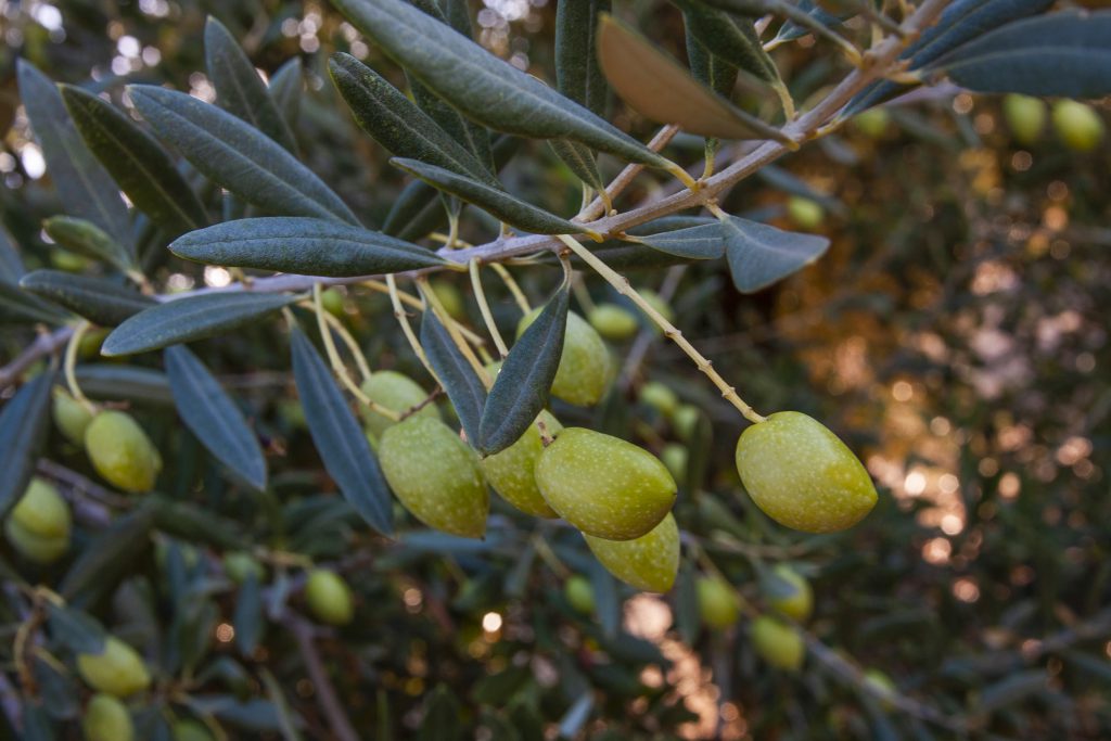 Aceituna Picual - DOP Priego de Córdoba