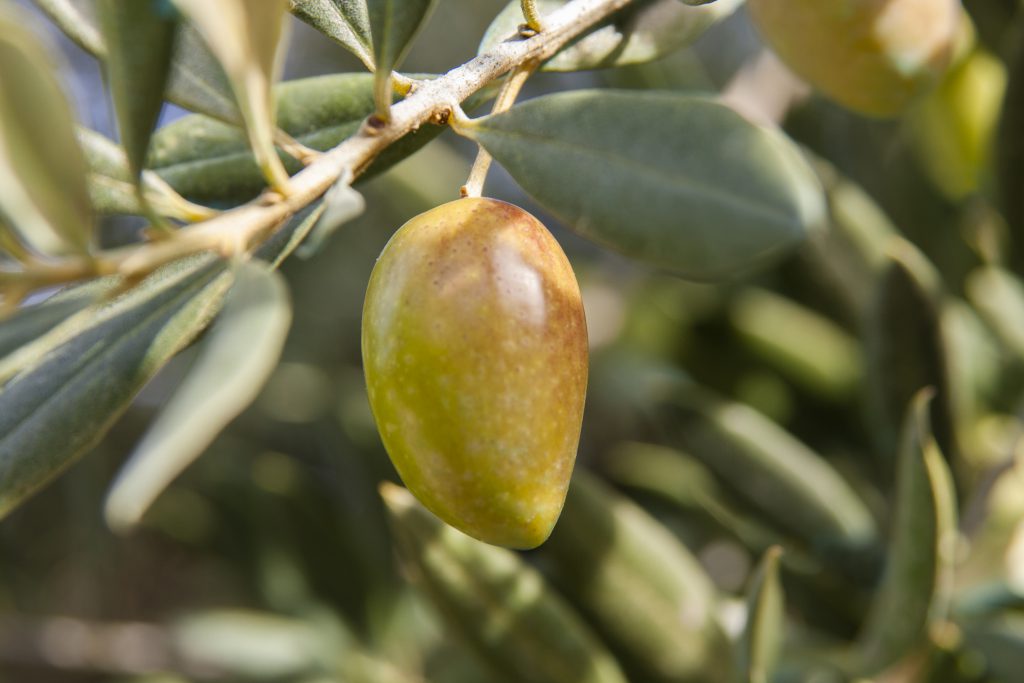 Aceituna Picuda - DOP Priego de Córdoba