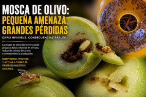 Mosca del Olivo