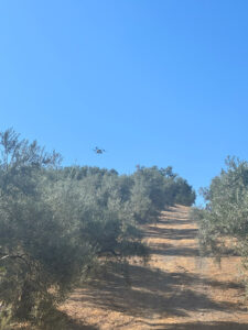 Tratamiento piloto contra la mosca del olivo
