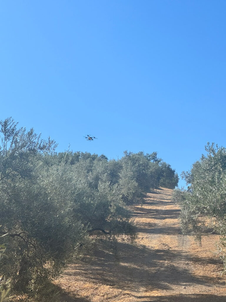 Tratamiento piloto contra la mosca del olivo