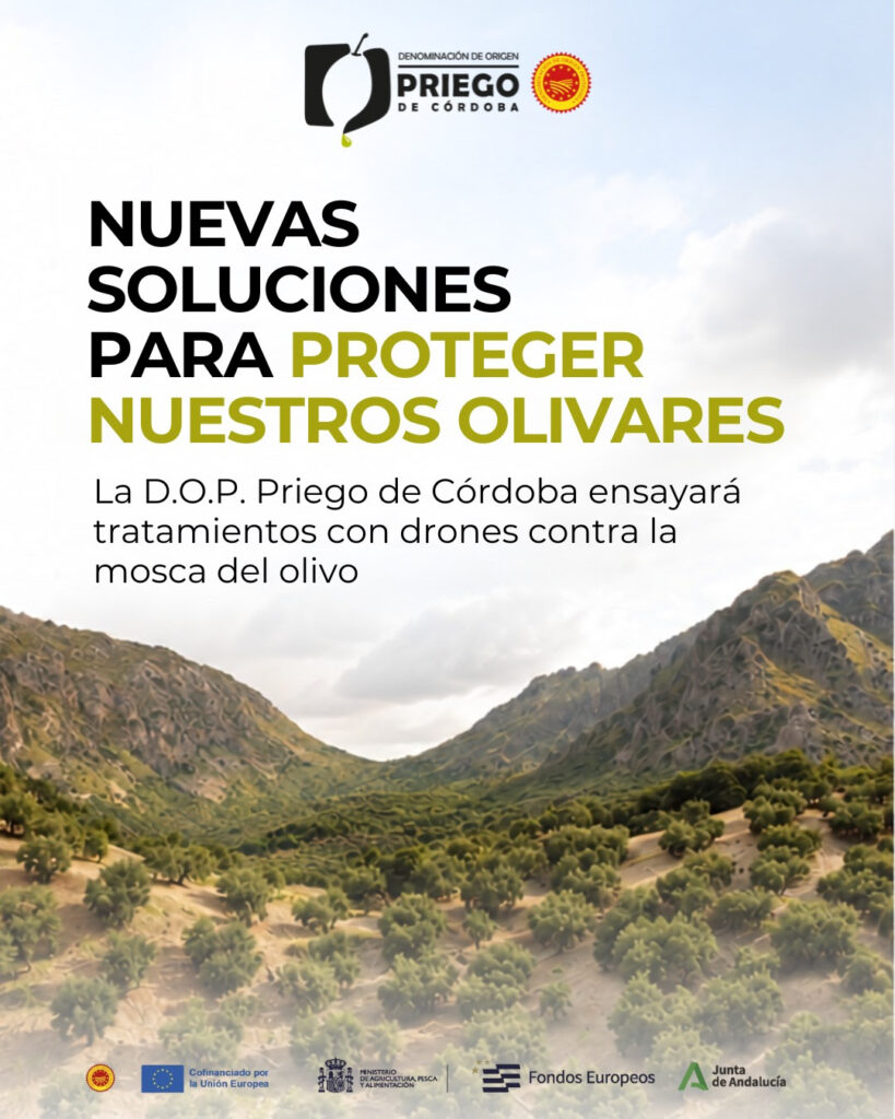 Mosca del olivo
